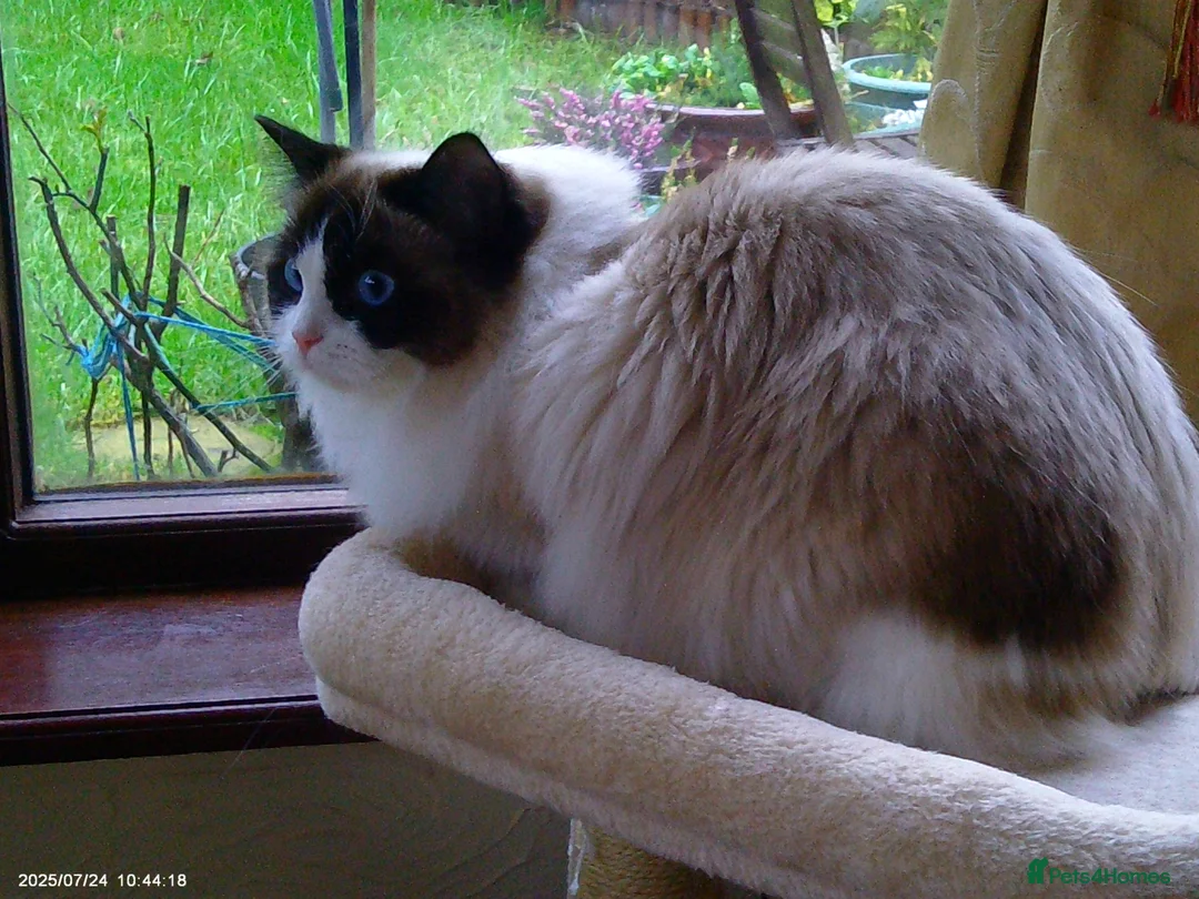 Ragdoll cats for adoption: 2 beautiful Ragdolls in need of rehoming - Advert 9