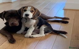 Beagle dogs for stud: Winner at Crufts 2025! in Tonbridge - Image 21
