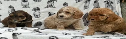 Cockapoo dogs for sale: Ready now!!Beautiful mini cockapoo puppy’s🩷🩵 - Advert 19
