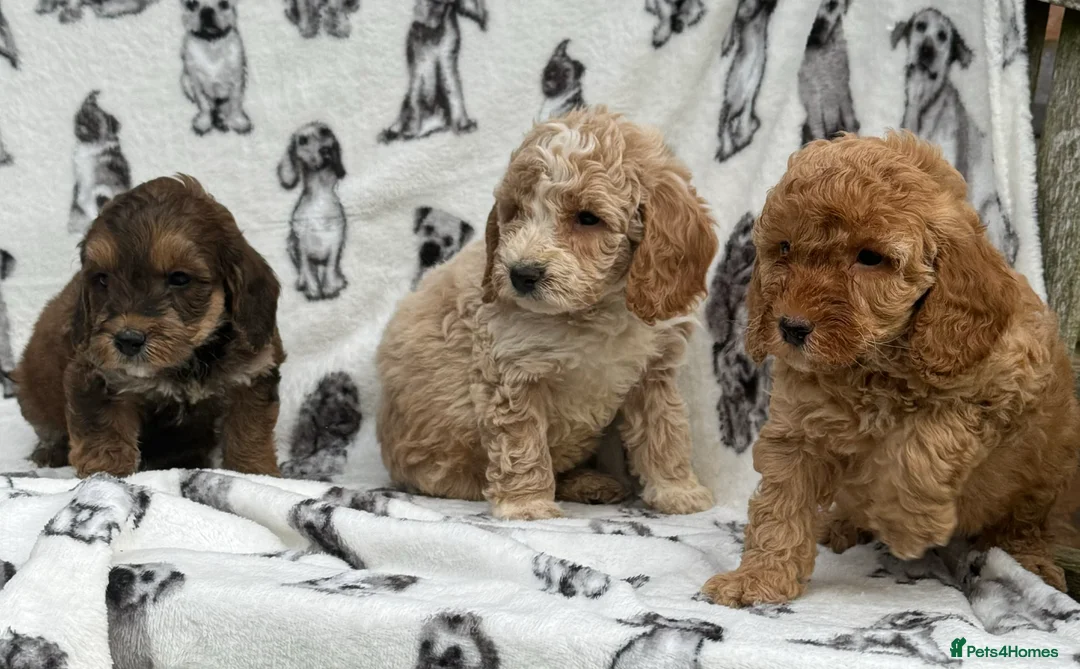 Cockapoo dogs for sale: Ready now!!Beautiful mini cockapoo puppy’s🩷🩵 - Advert 19