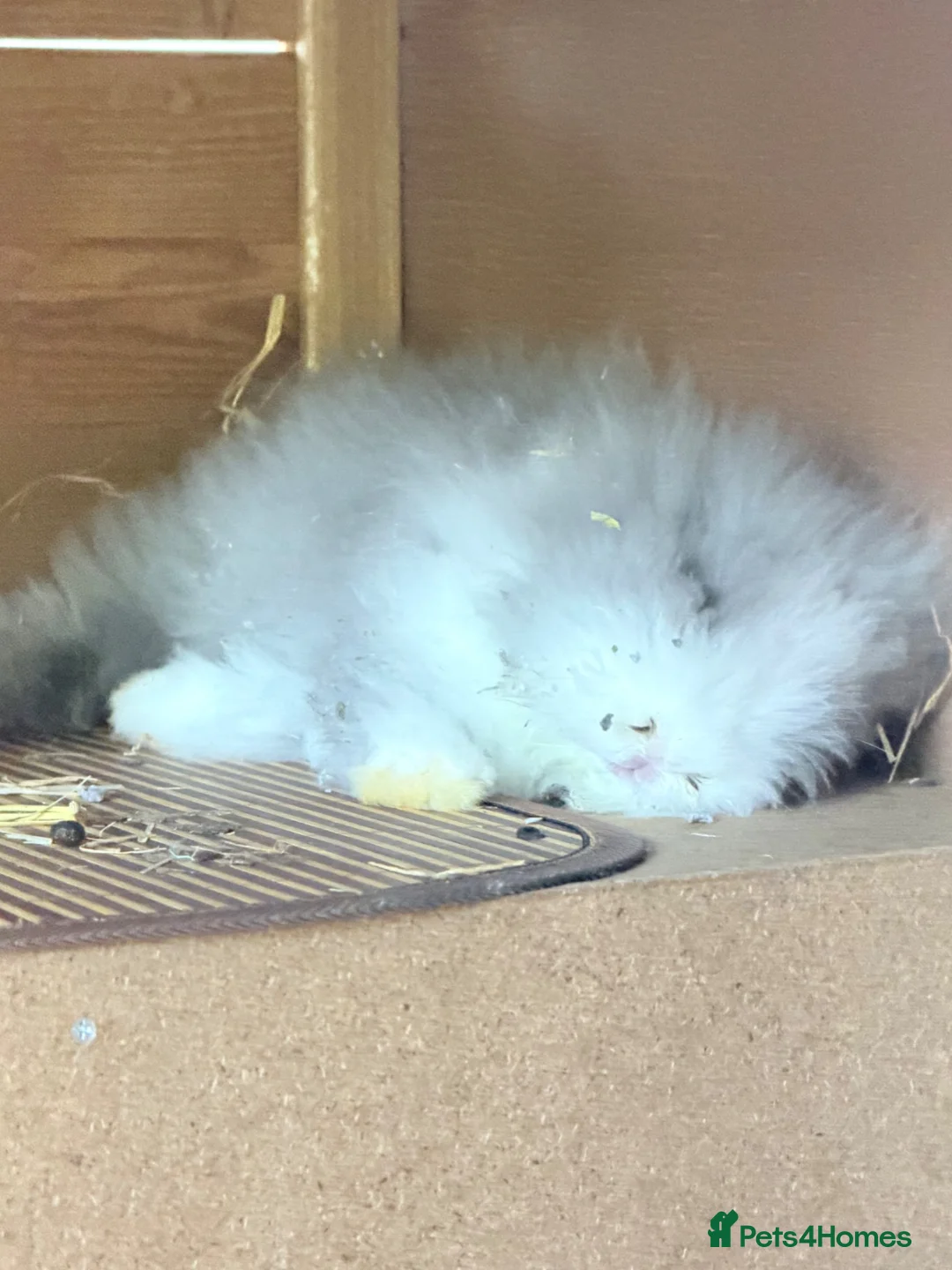 Lionhead rabbits for sale: Two male bunnies   - Advert 3