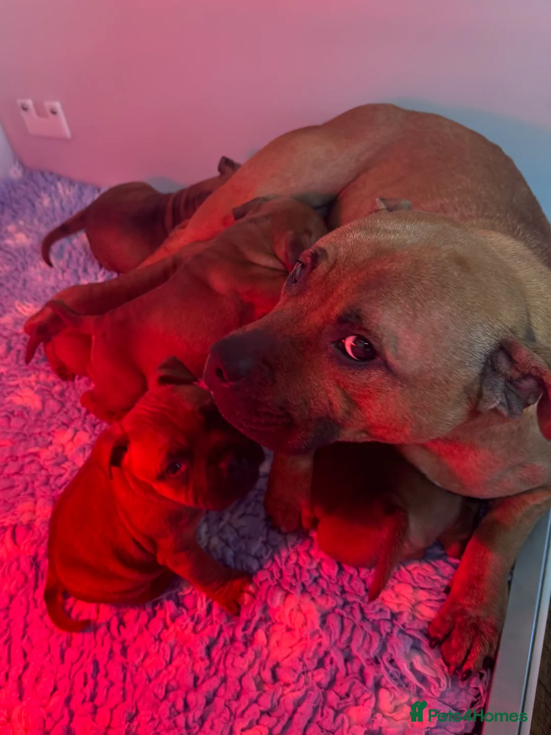 Staffordshire Bull Terrier dogs for sale: Red Staffordshire Bull Terriers - Advert 2