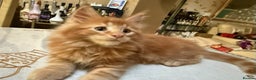 Maine Coon cats for sale: PURE BREED MAINE COON KITTENS - Advert 2