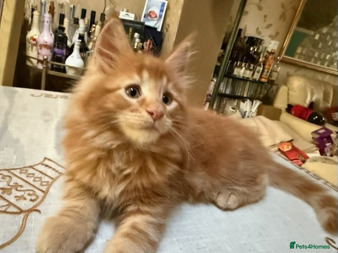 Maine Coon cats for sale: PURE BREED MAINE COON KITTENS - Image 2