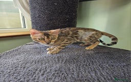 Bengal cats for sale:  Outstanding Quality Bengal kittens ready to leave - Image 9