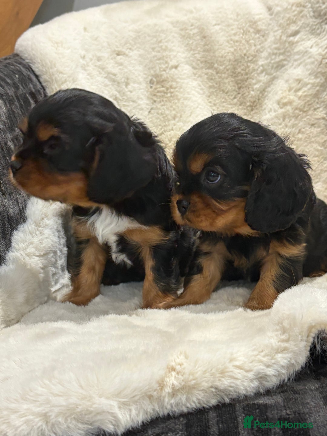 Cavalier King Charles Spaniel dogs for sale: Health tested cavalier King Charles spaniel pups  - Image 7