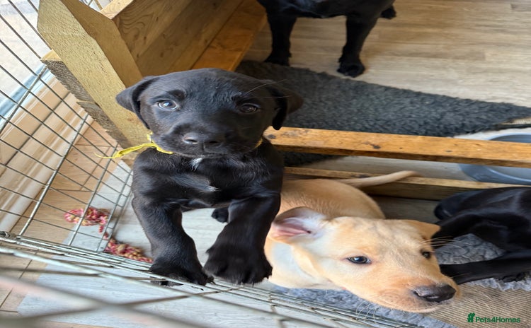 Labrador Retriever dogs - Advert 2