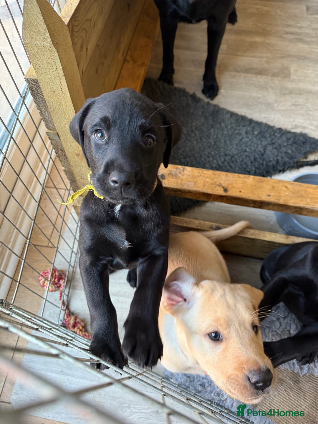 Labrador Retriever dogs for sale: 1 black boy left! ready to leave! Perfect labs! - Image 1
