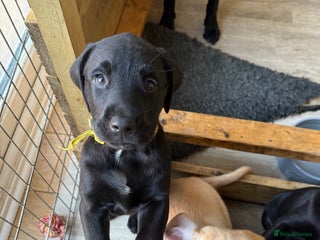 Labrador Retriever dogs - Advert 11