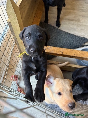Labrador Retriever dogs - Advert 13