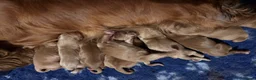 Cocker Spaniel dogs for sale: Kc Reg, Health tested Red/Gold Working Cocker pups - Advert 1