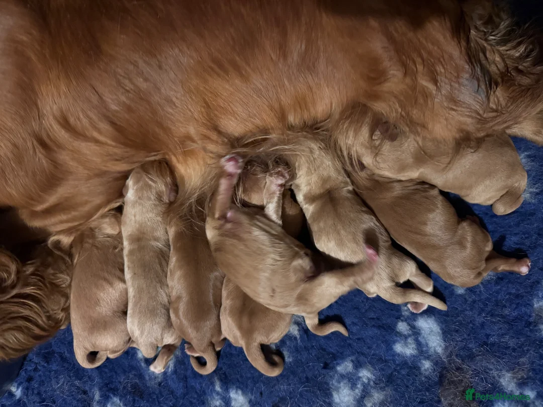 Cocker Spaniel dogs for sale: Kc Reg, Health tested Red/Gold Working Cocker pups - Advert 1