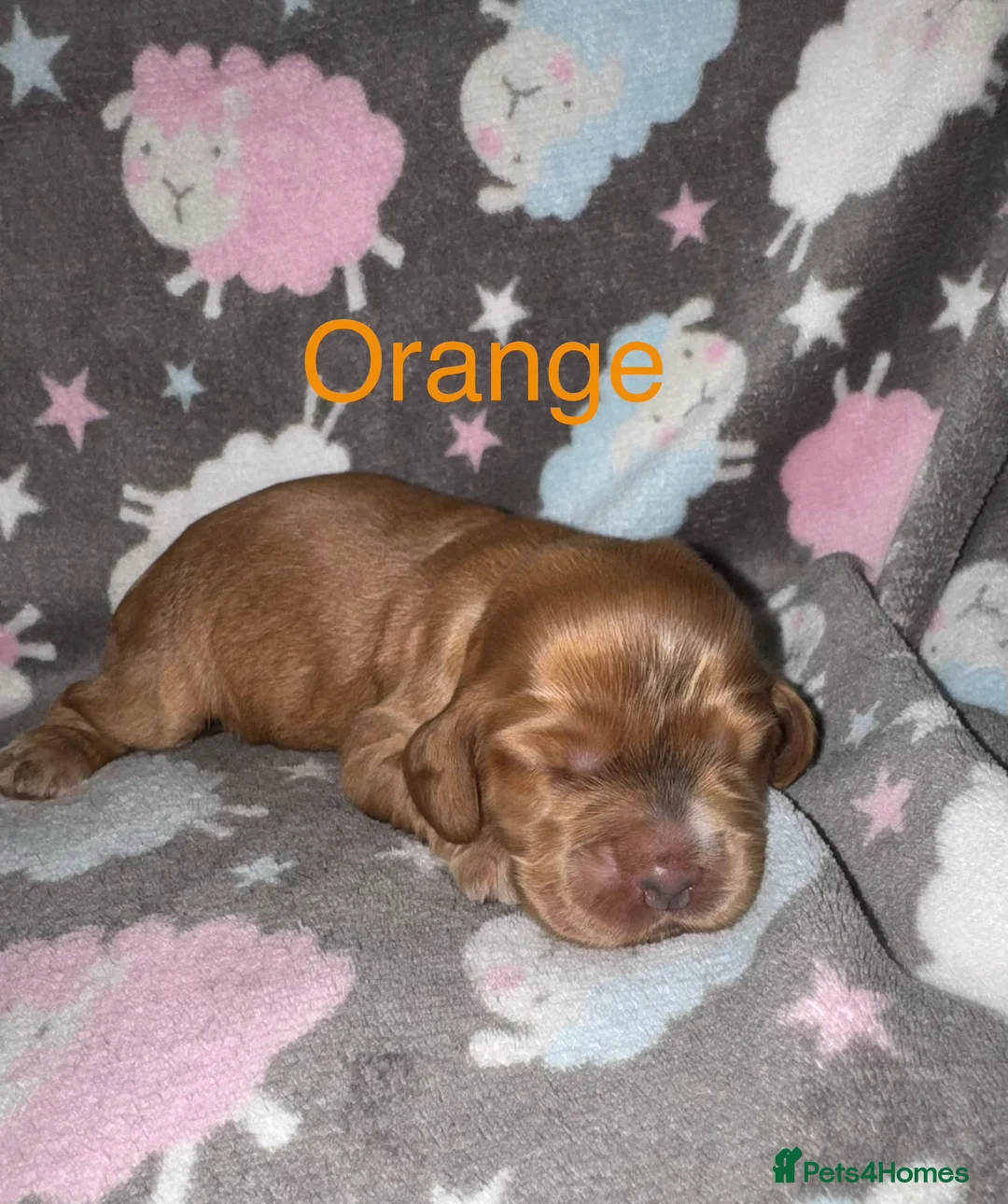 Cocker Spaniel dogs for sale: Outstanding Show Quality Show Type Cocker Spaniels - Advert 2