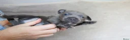 Staffordshire Bull Terrier dogs for sale: KC Staffords | Blue & Black | Champion Bloodlines - Advert 31