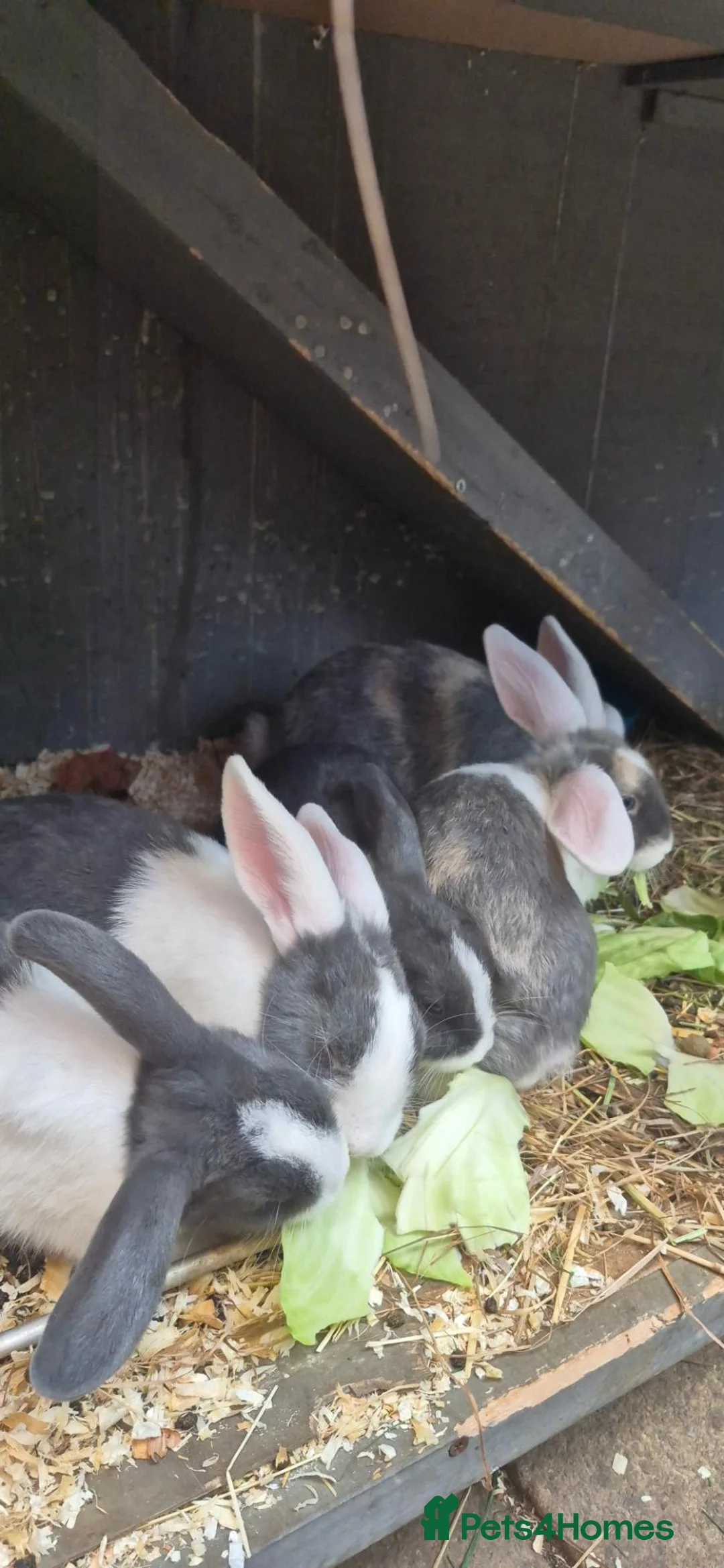 Netherland Dwarf rabbits for sale: Fluffy  in Bushey - Advert 2