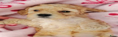 Cockapoo 5