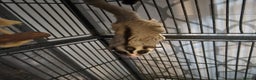 Sugar Glider rodents for sale: Male and Female Sugar Gliders  - Advert 2