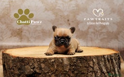 French Bulldog dogs for sale: 🐾 Beautiful French Bulldog Puppies 🐶 - Image 19