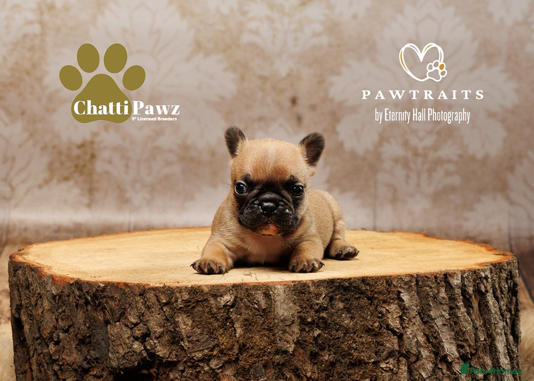French Bulldog dogs for sale: 🐾 Beautiful French Bulldog Puppies 🐶 - Image 19