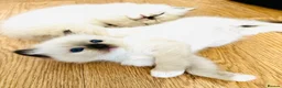 Ragdoll cats for sale: GCCF Registered Ragdolls - Advert 9