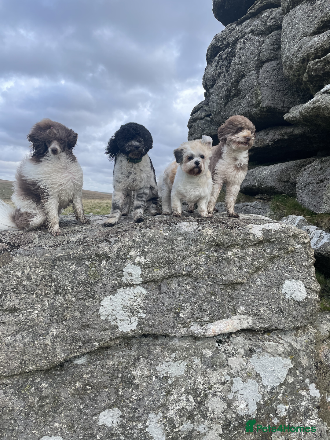 Miniature Poodle dogs for sale: Gorgeous Miniature Poodle puppies - Advert 4