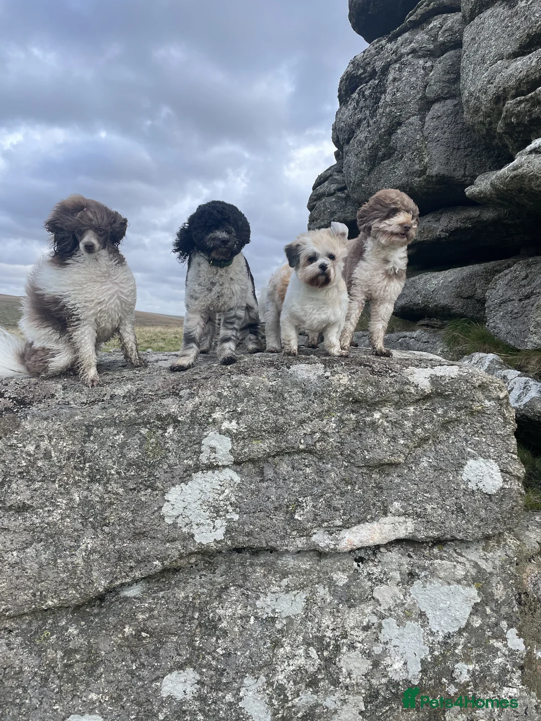Miniature Poodle dogs for sale: Gorgeous Miniature Poodle puppies - Advert 4