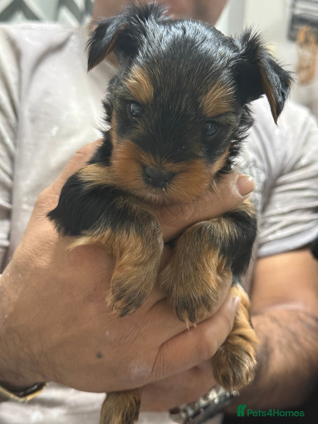 Yorkshire Terrier dogs for sale: Mini Yorkshire terrier - Image 3