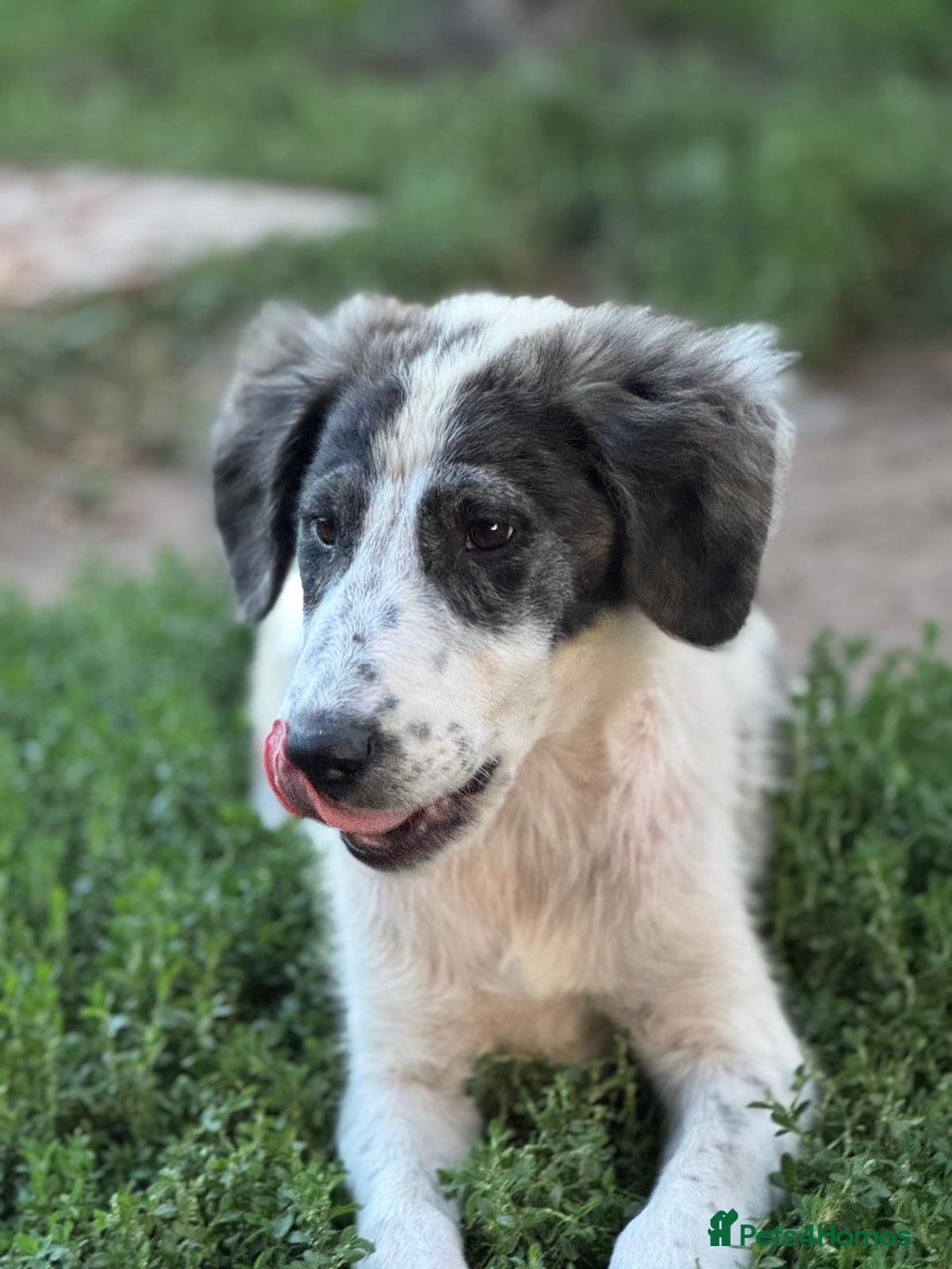 Mixed Breed dogs for adoption: ODIN, a superb young boy - for a Loving Home - Image 9