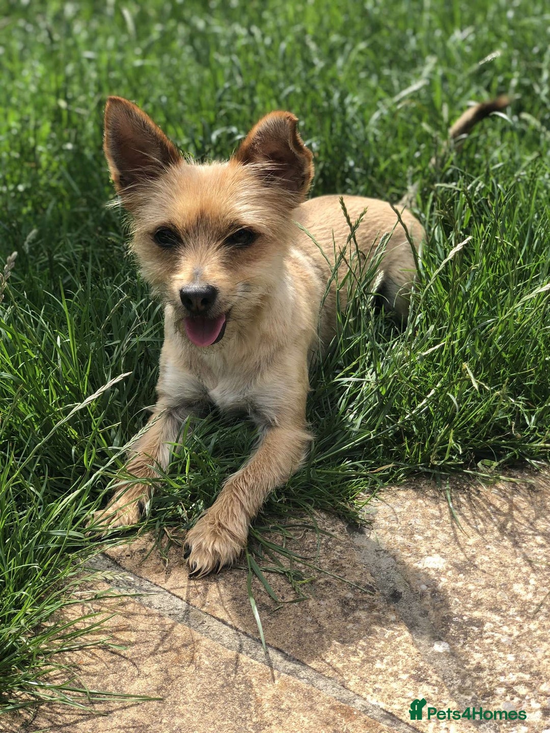 Chorkie dogs for sale: Reggie - Image 6