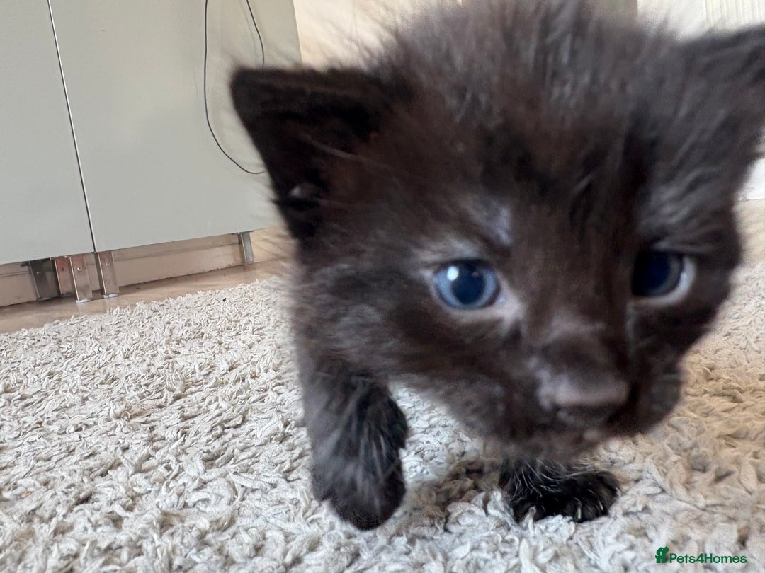 Mixed Breed cats for sale: Kittens for sale 1 left  in Glasgow - Image 2