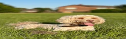Cockapoo dogs for stud: 🐾 Beautiful Cockapoo Stud Exceptional Temperament in Heywood - Advert 2