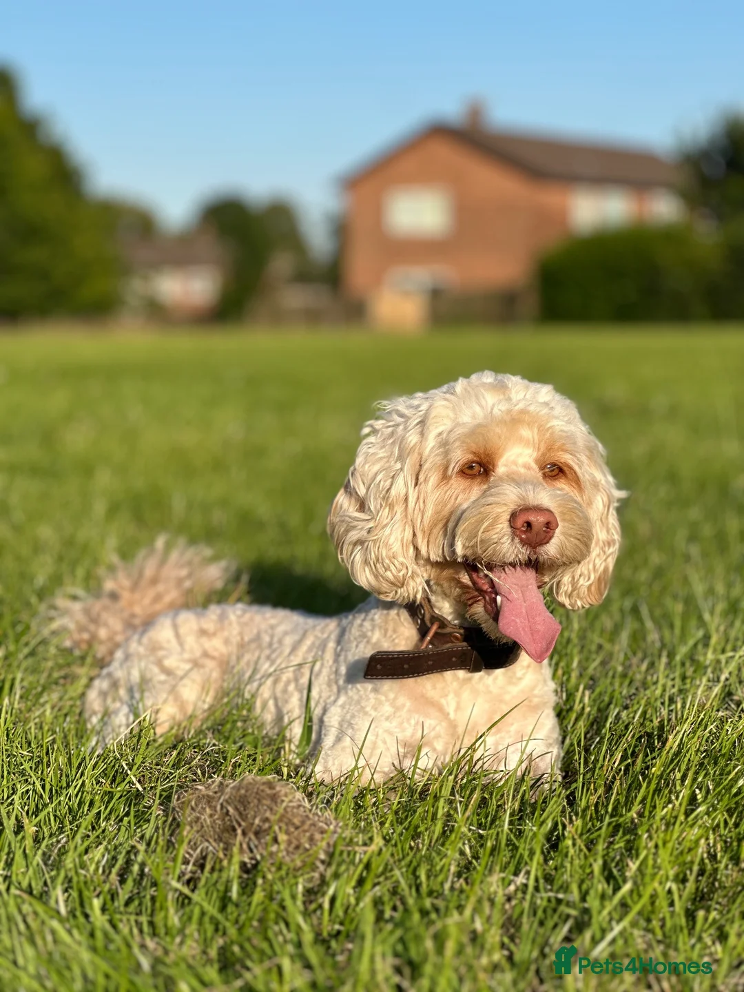 Cockapoo dogs for stud: 🐾 Beautiful Cockapoo Stud Exceptional Temperament in Heywood - Advert 2