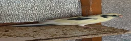 Mixed Breed birds for sale: Kakarikis, Cockatiel and bengalize finches  - Advert 6