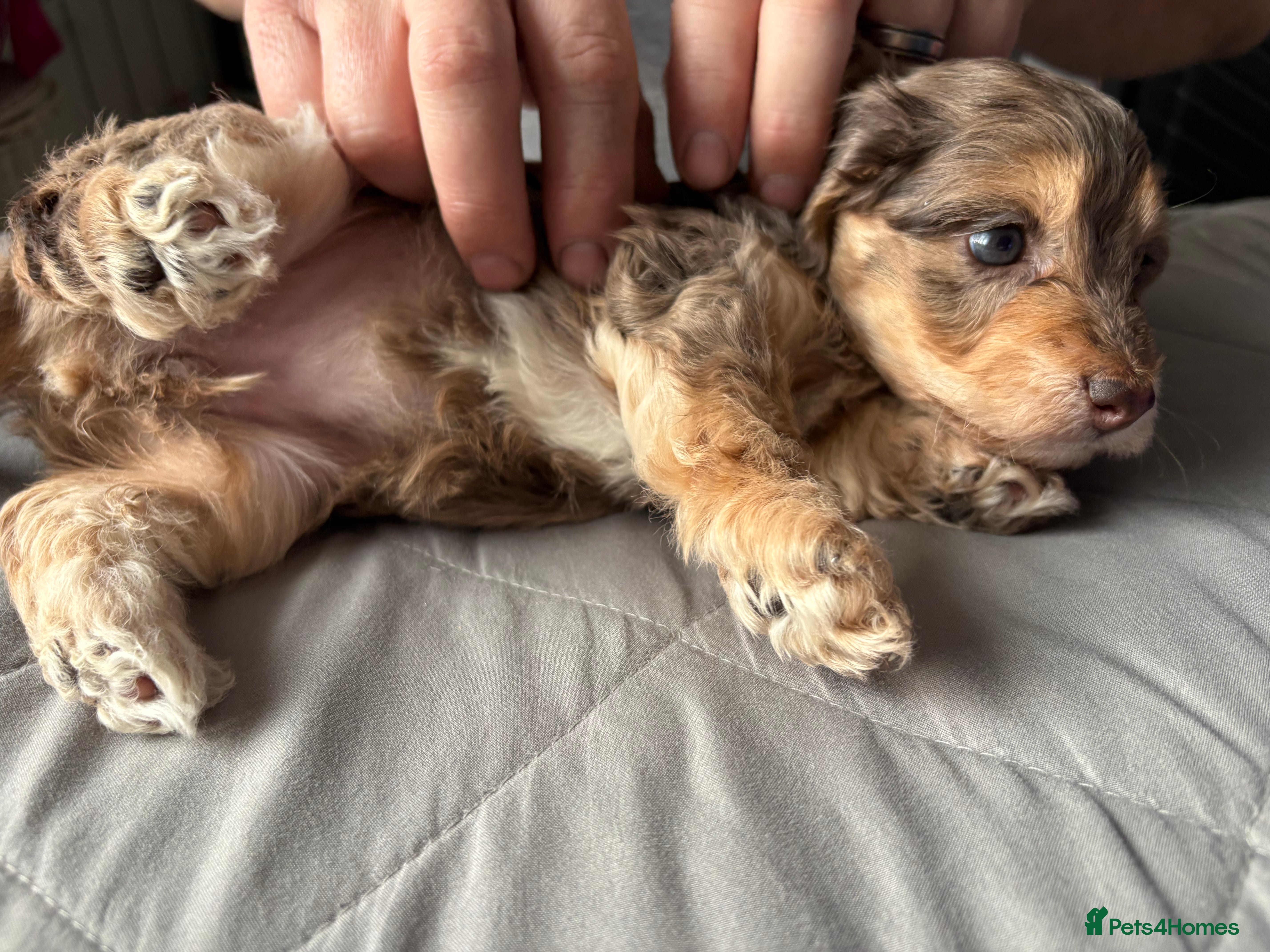 Mixed Breed dogs Miniature Doxiepoo puppies for sale  - Advert 14