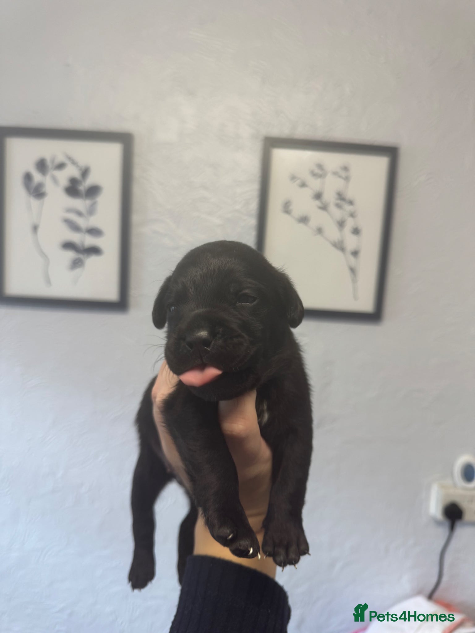 Mixed Breed dogs Black Labrador X Lilac Merle French Bulldog - Advert 13