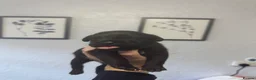 Mixed Breed dogs for sale: Black Labrador X Lilac Merle French Bulldog in Harwich - Advert 14