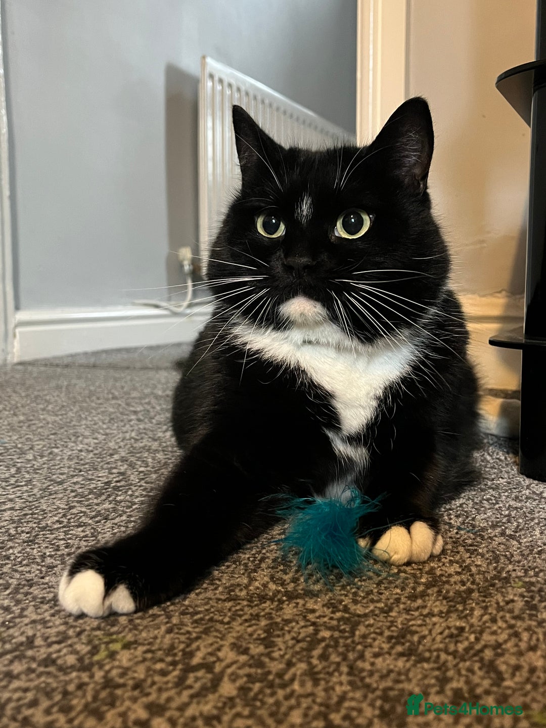 Ragdoll cats for sale: Beautiful ragdoll tuxedo cat - Image 6
