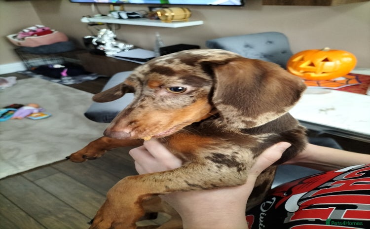 Dachshund dogs - Advert 9