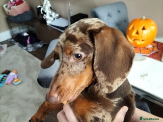 Dachshund dogs - Advert 19