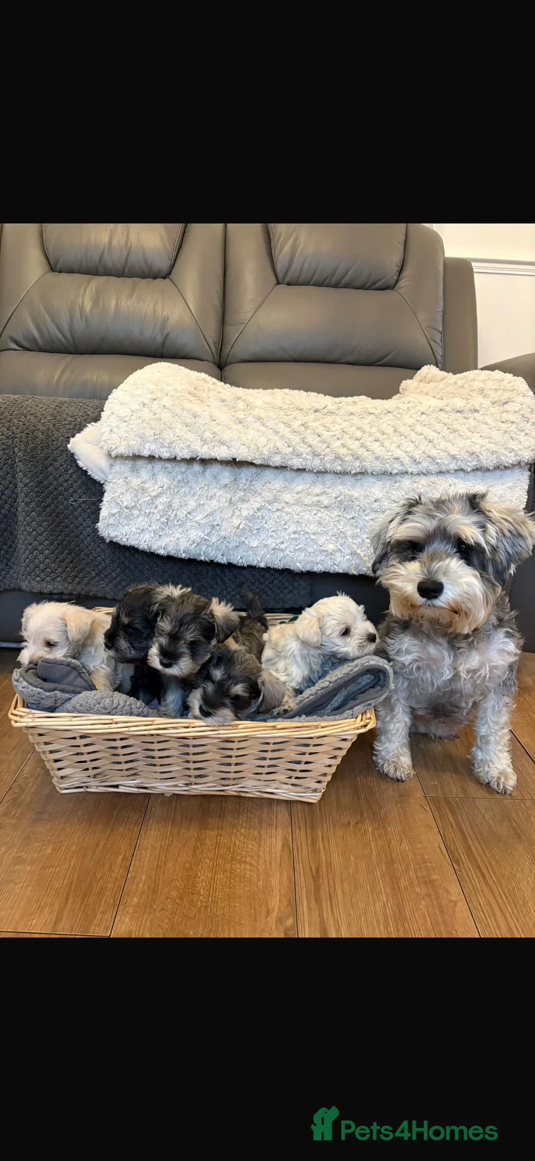Miniature Schnauzer dogs for sale: Cutest mini schnauzers - Advert 9