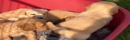Golden Retriever dogs for sale: KC Golden Retriever Puppies - Advert 4