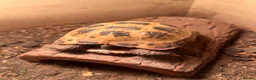 Tortoise reptiles for sale: Horsefield Tortoises male  in Norwich - Advert 2