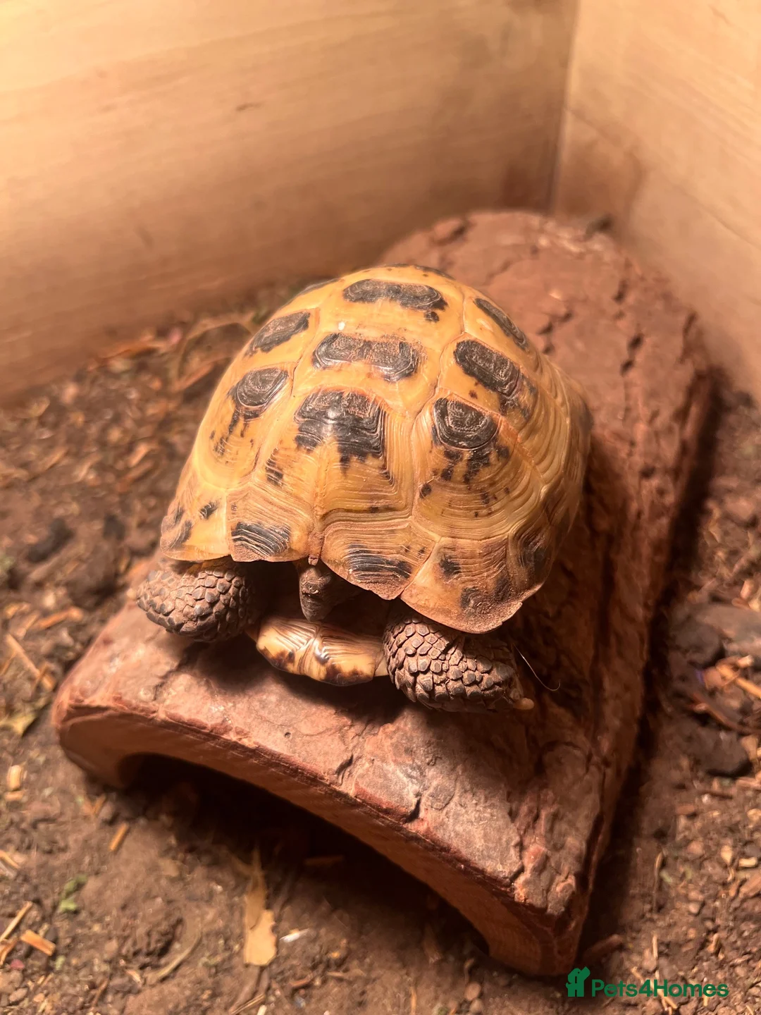 Tortoise reptiles for sale: Horsefield Tortoises male  in Norwich - Advert 2