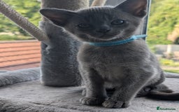 Burmese cats for sale: 1 beautiful brown boy - Image 13