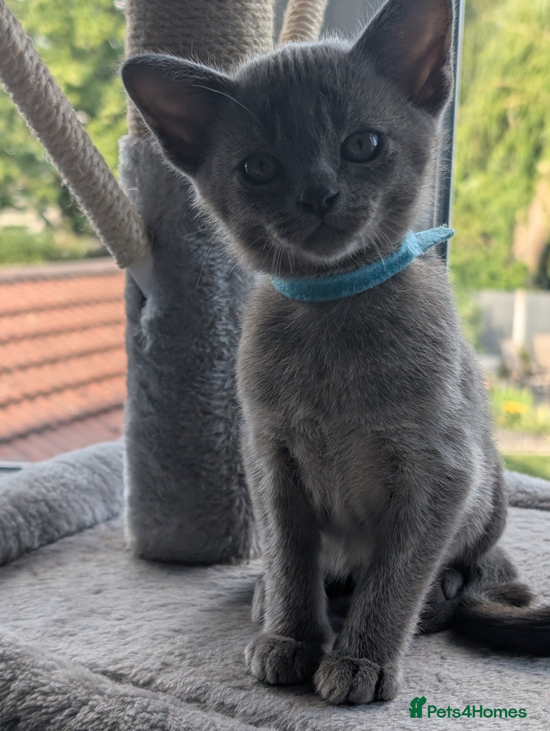 Burmese cats for sale: 1 beautiful brown boy - Image 13