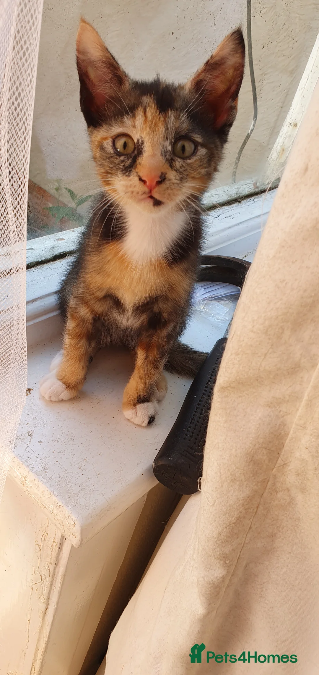 Mixed Breed cats for sale: Beautiful Siamese-cross kittens - Advert 2