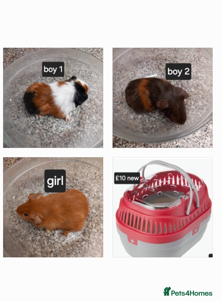 Guinea Pig rodents Baby guineapigs ready now  - Advert 18