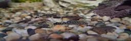Plecos fish for sale: Bristlenose pleco babies in Newport - Advert 2