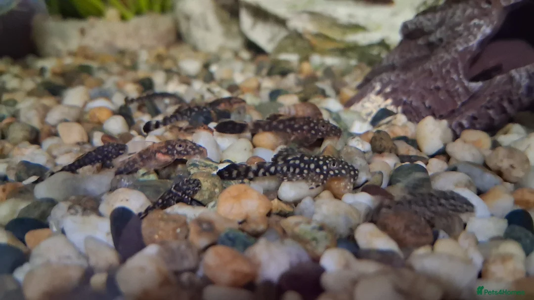 Plecos fish for sale: Bristlenose pleco babies in Newport - Advert 2