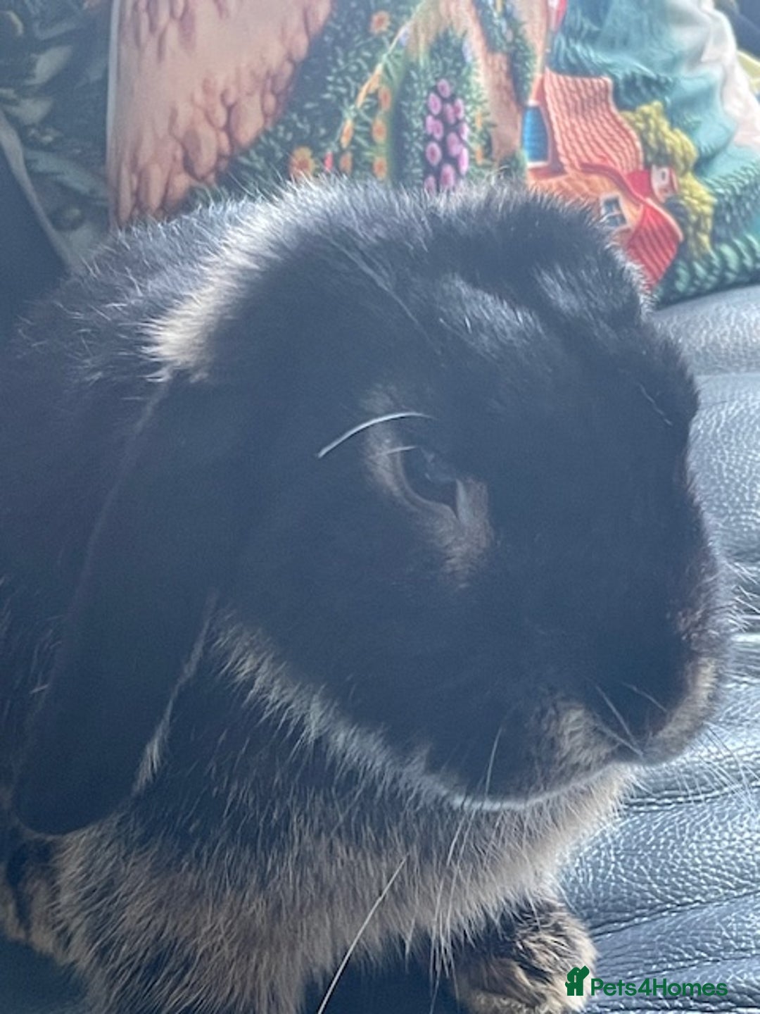 Mini Lop rabbits for sale: Mini lop “Otter” bunnies - Advert 6